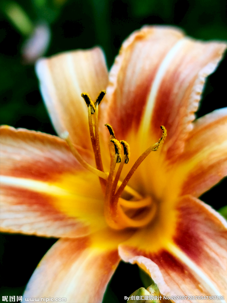 百合花