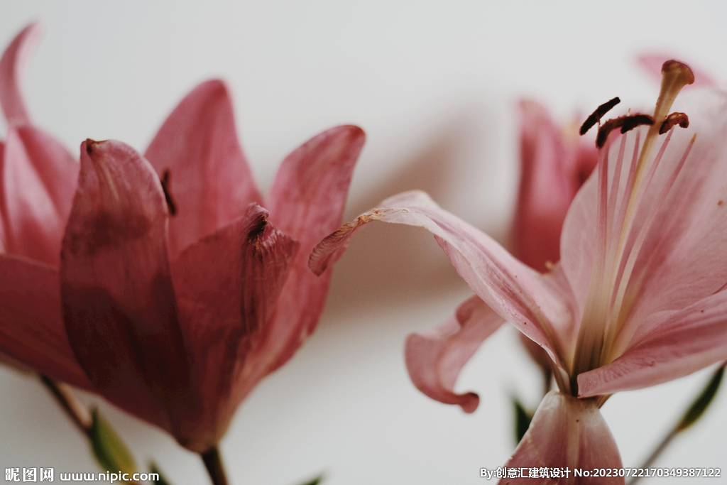 百合花