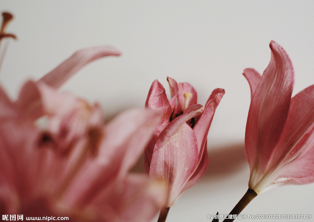 百合花