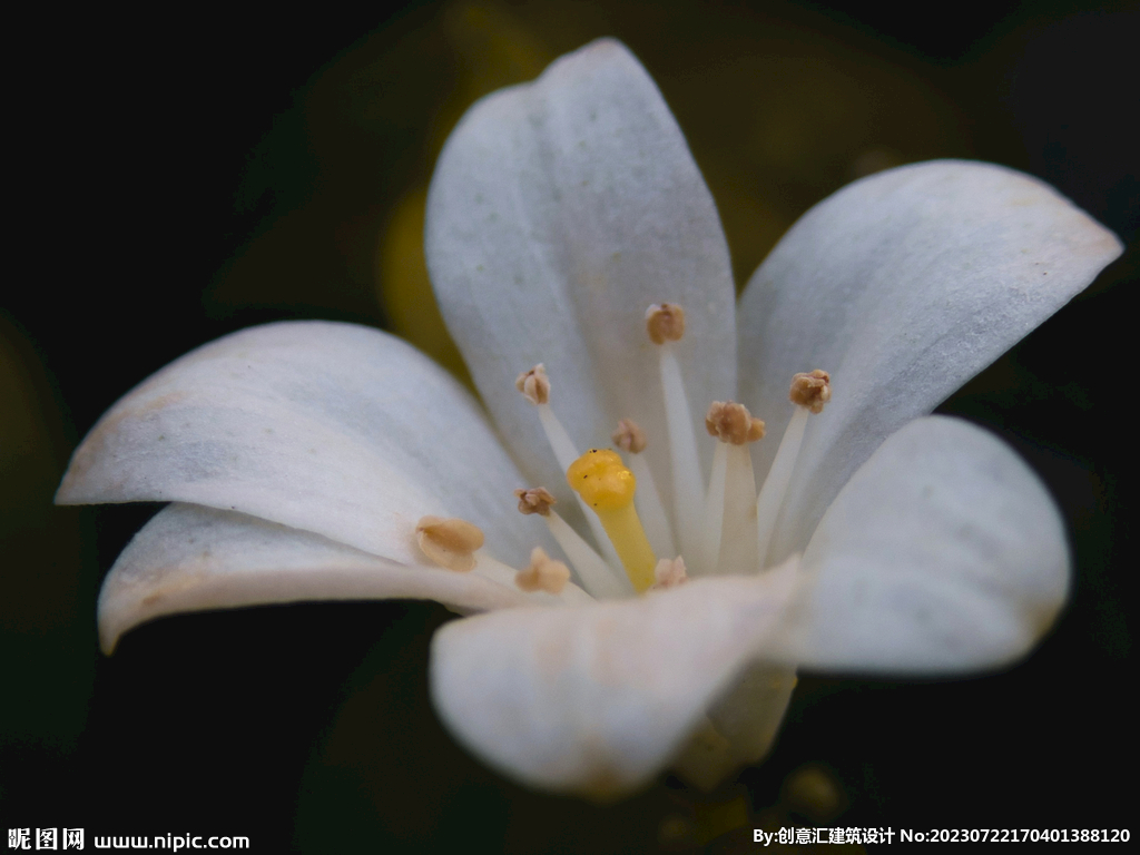 百合花