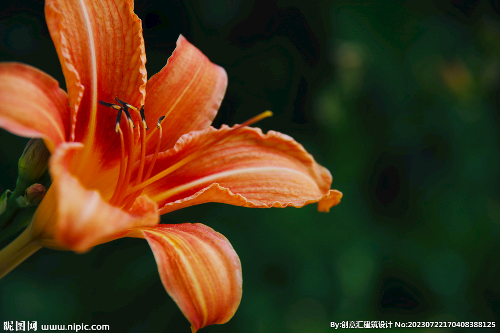 百合花