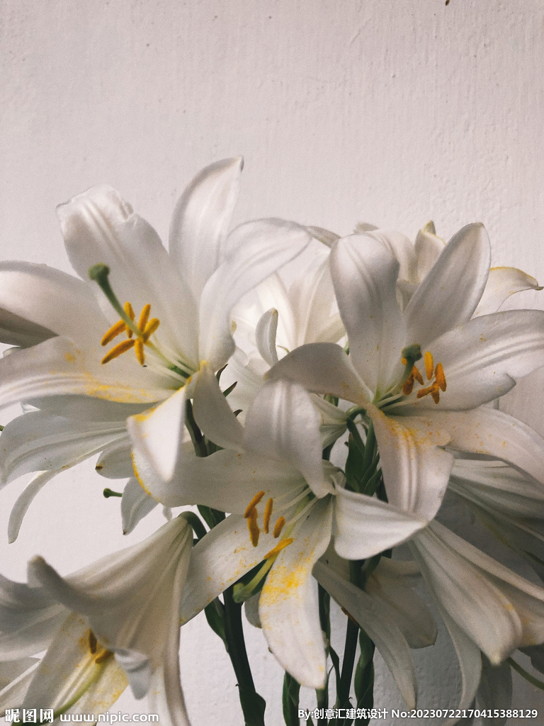 百合花