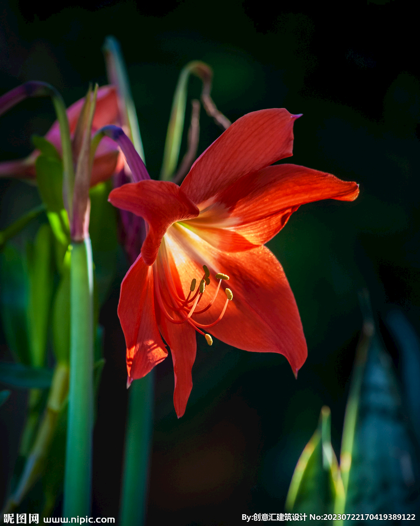 百合花