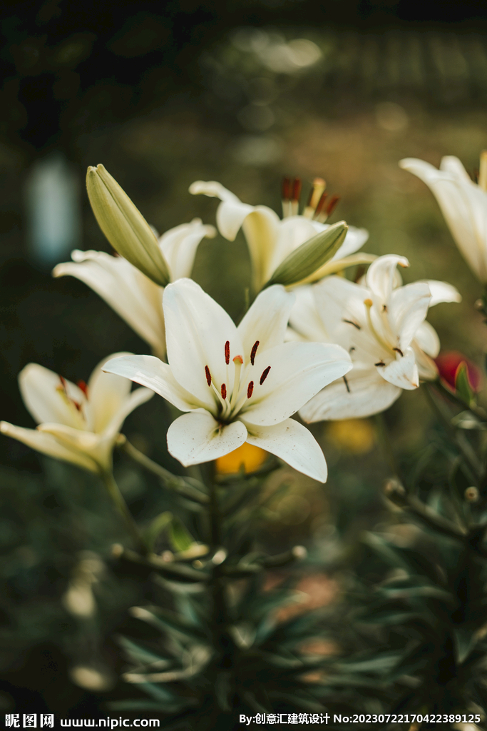百合花