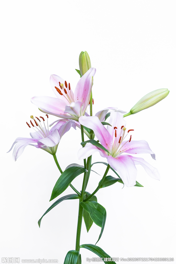 百合花