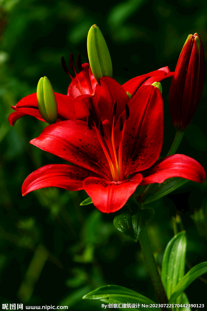 百合花