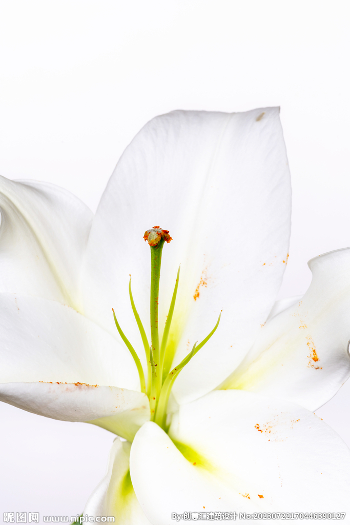 百合花