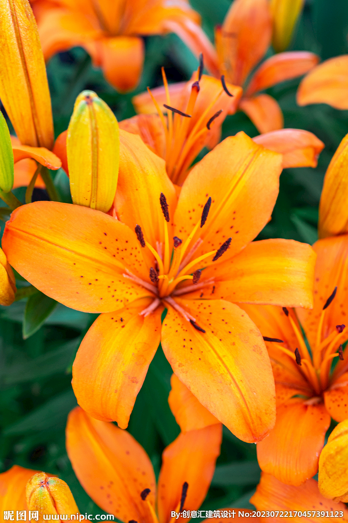 百合花