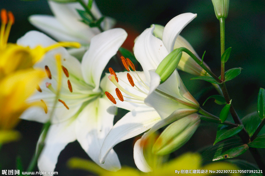 百合花