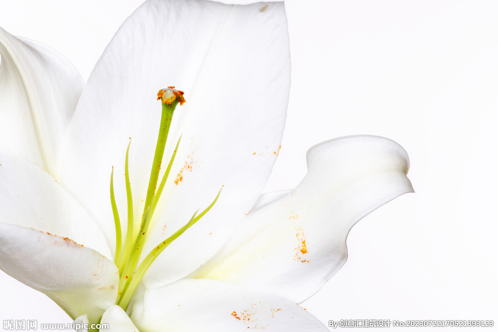 百合花
