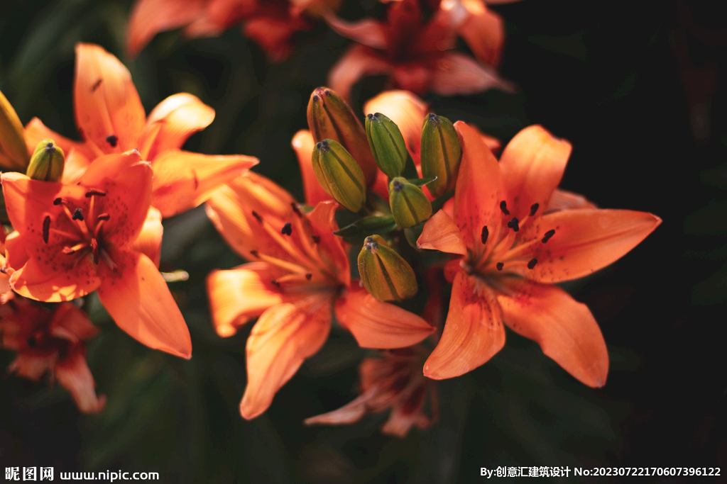 百合花