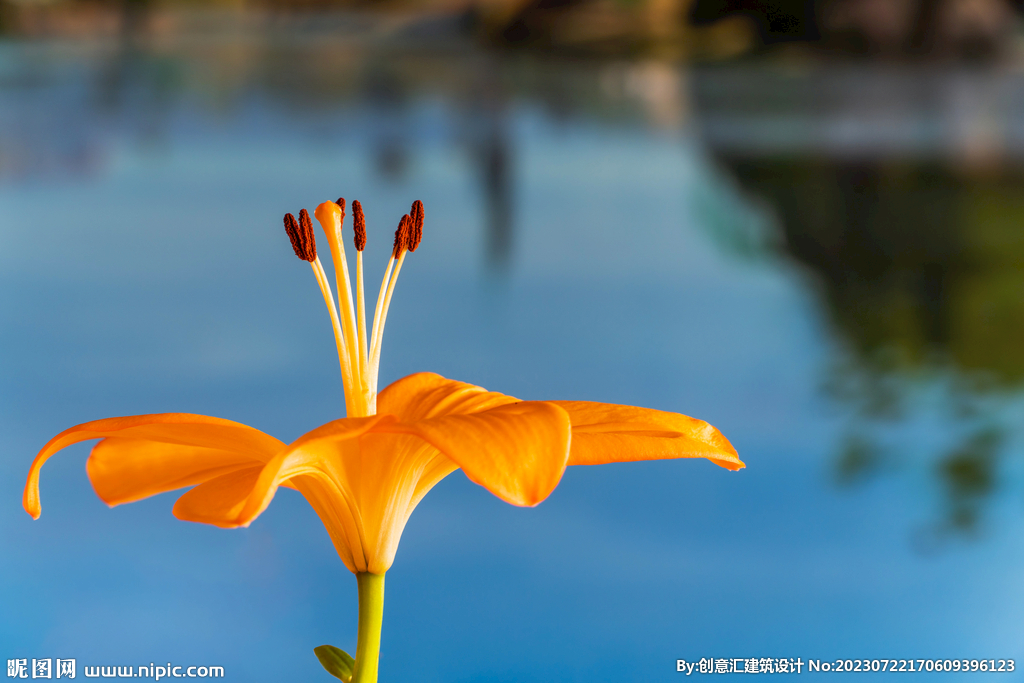 百合花