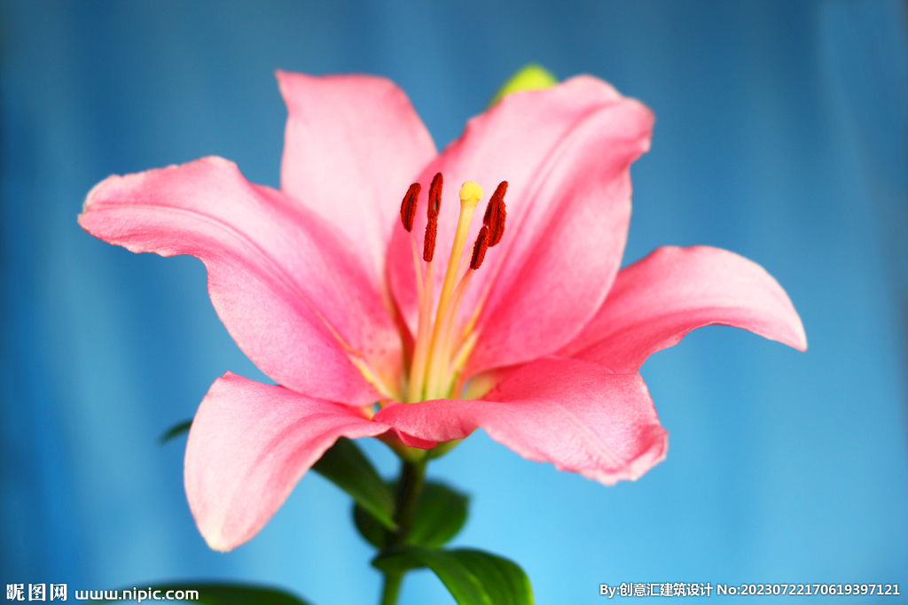 百合花
