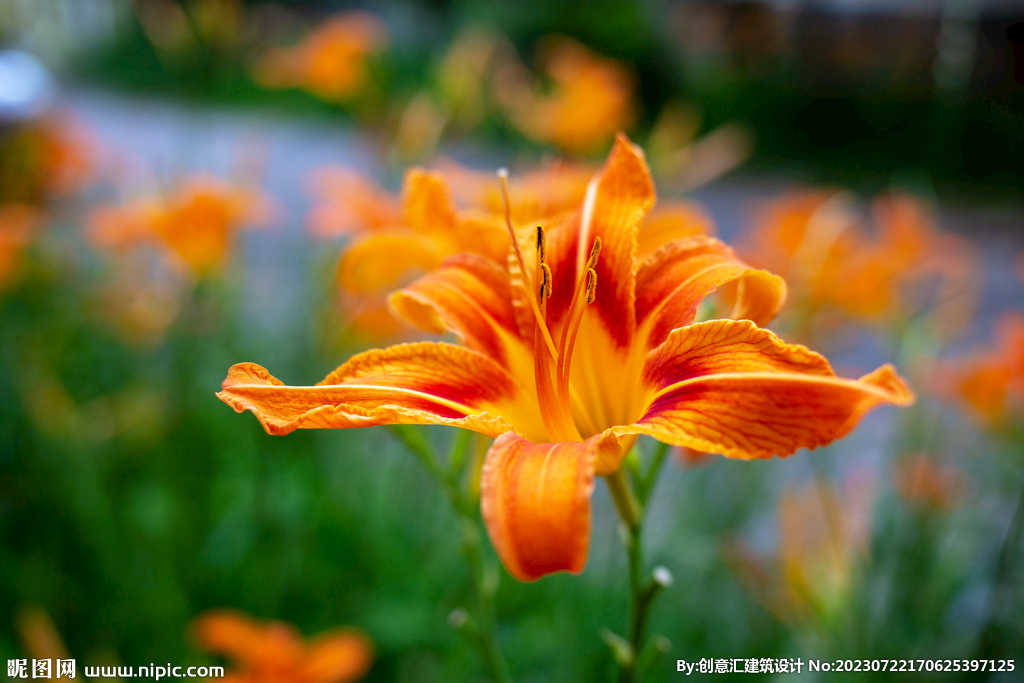 百合花