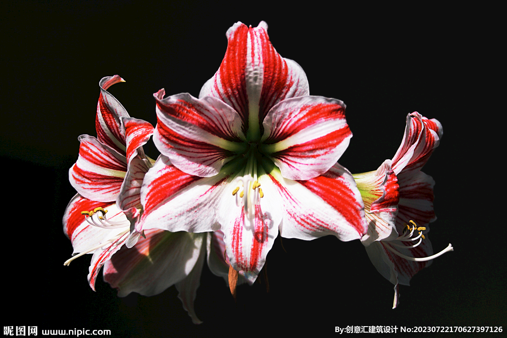 百合花