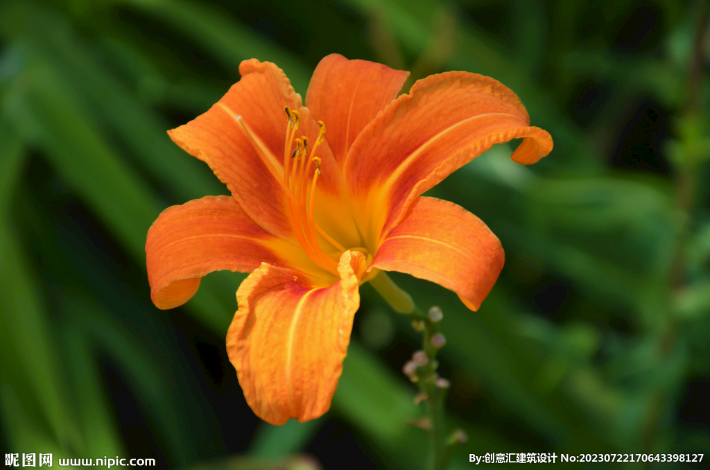 百合花