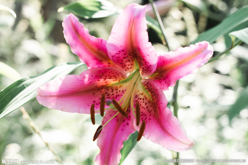 百合花