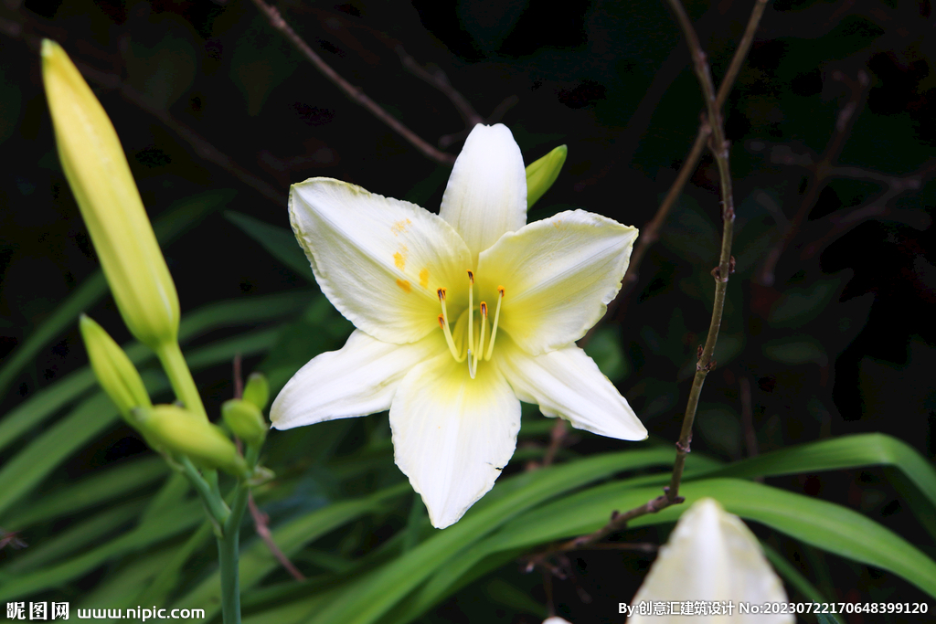 百合花