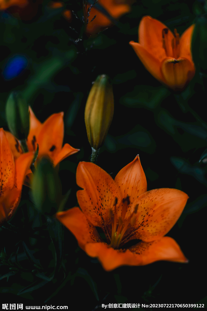 百合花
