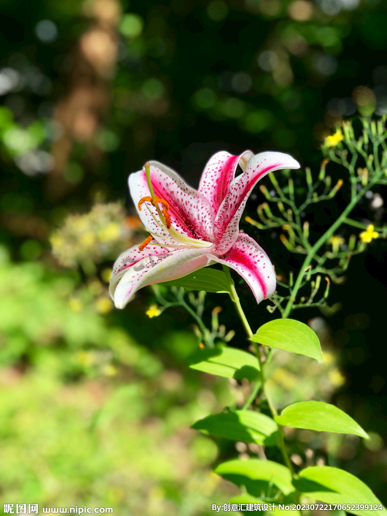 百合花