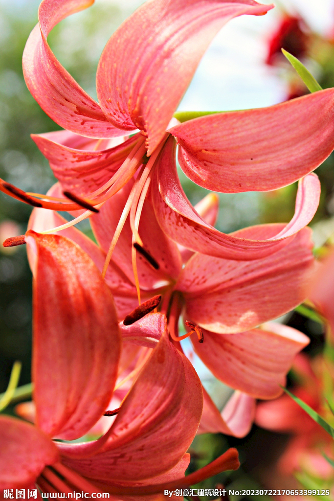 百合花