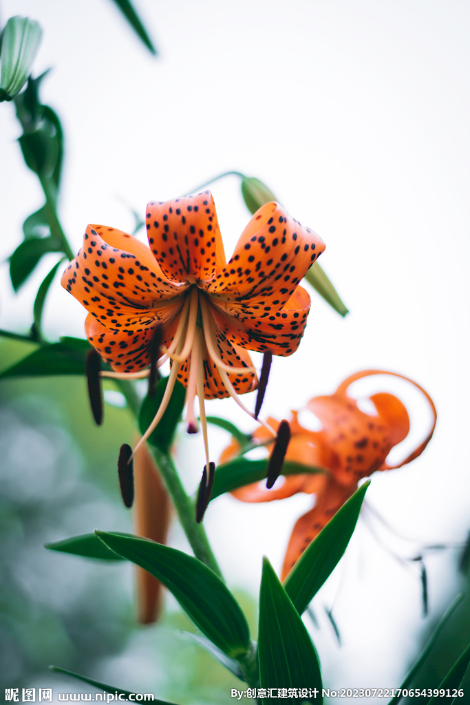 百合花