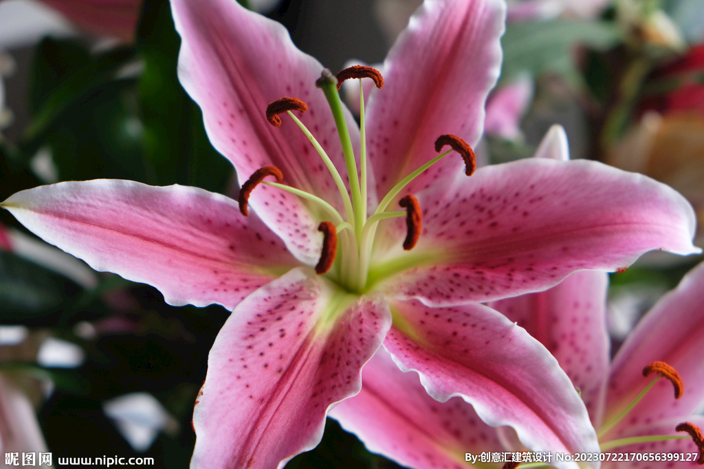百合花