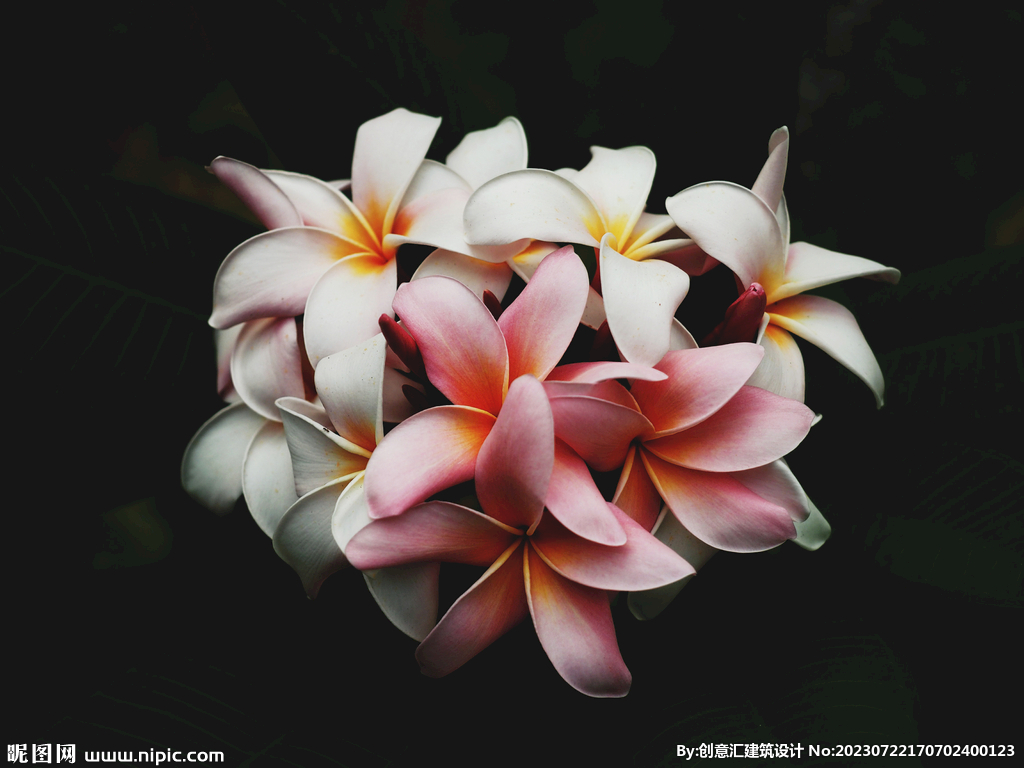 百合花