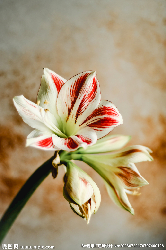 百合花