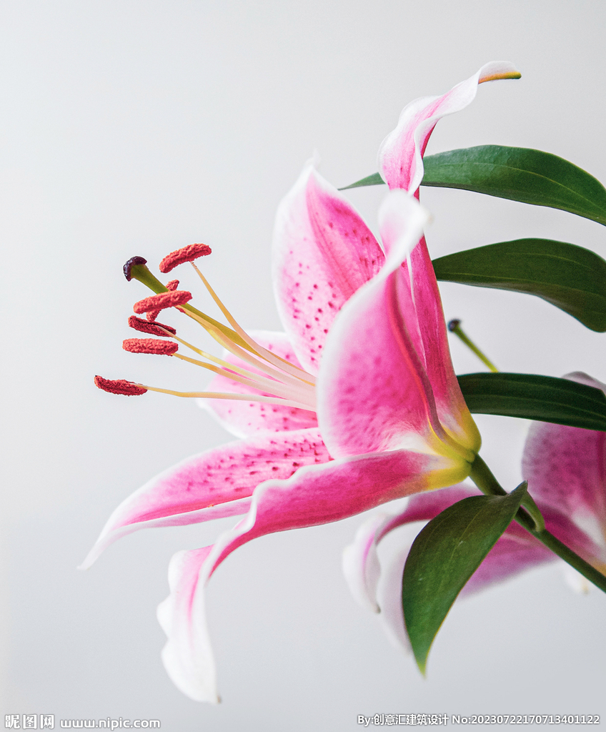 百合花