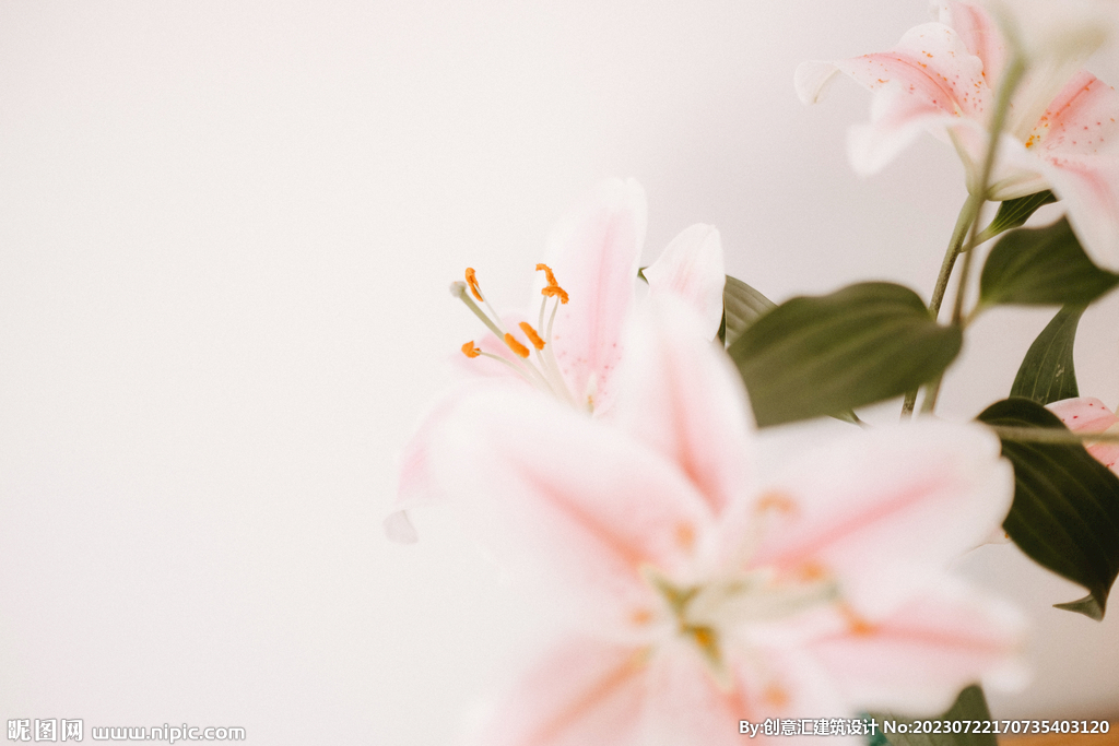 百合花