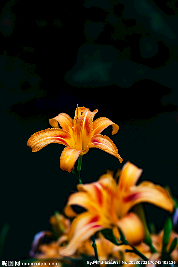 百合花