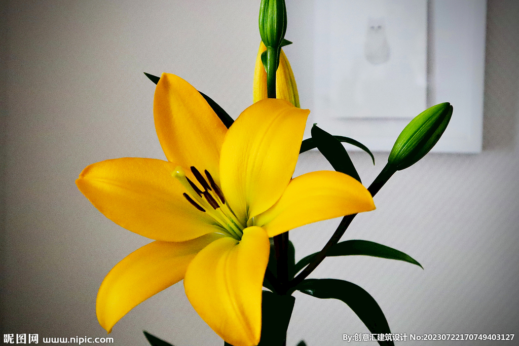 百合花