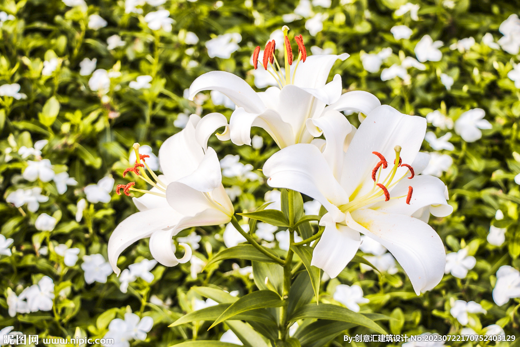 百合花