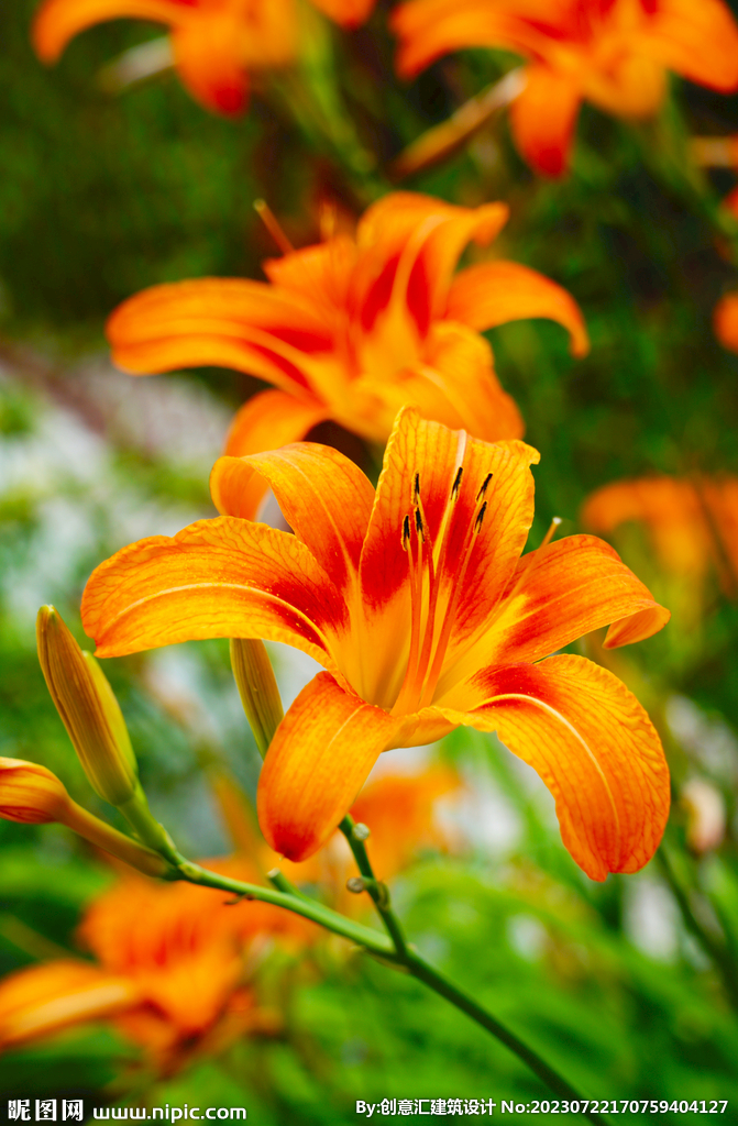 百合花
