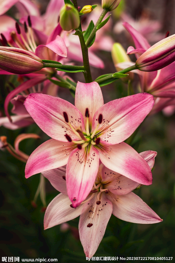 百合花