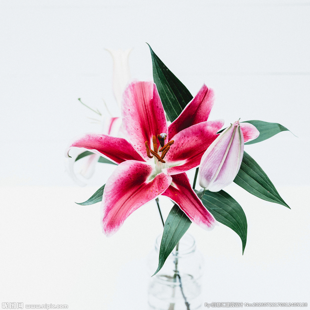 百合花