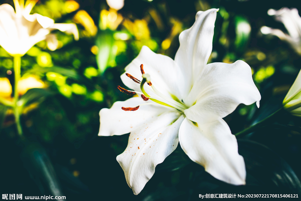 百合花