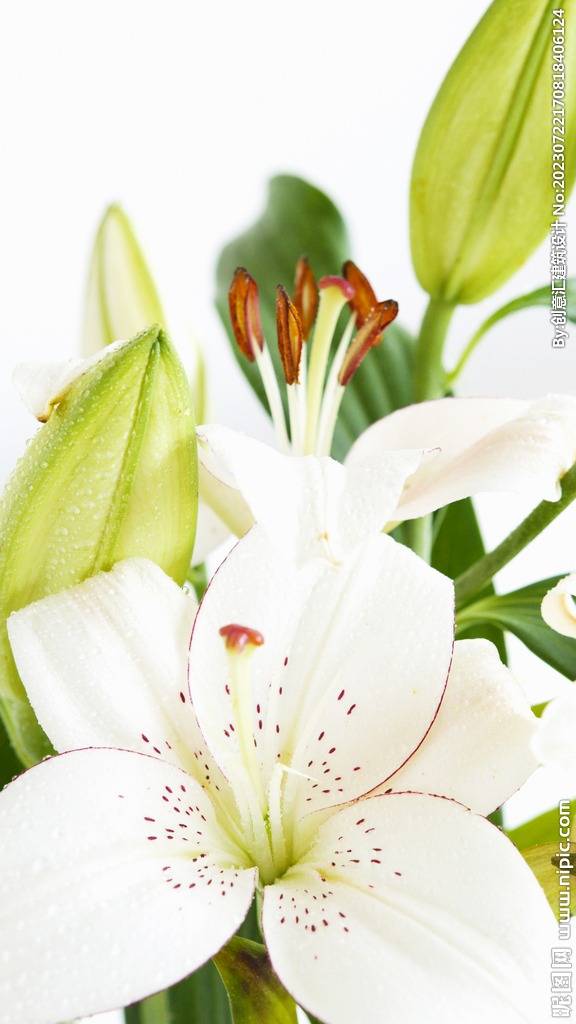百合花