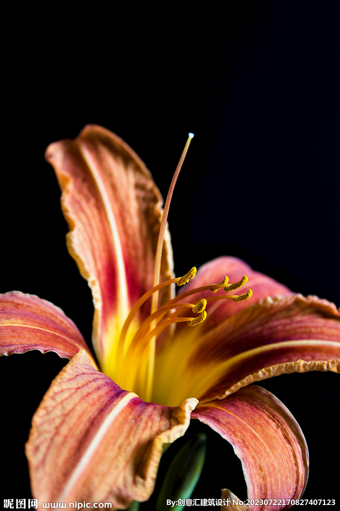 百合花