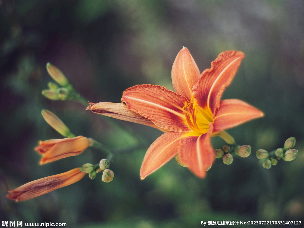 百合花