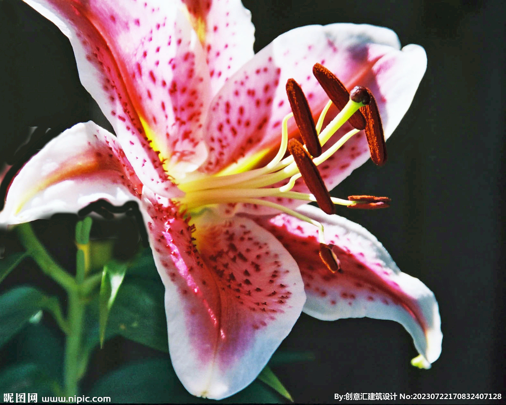 百合花
