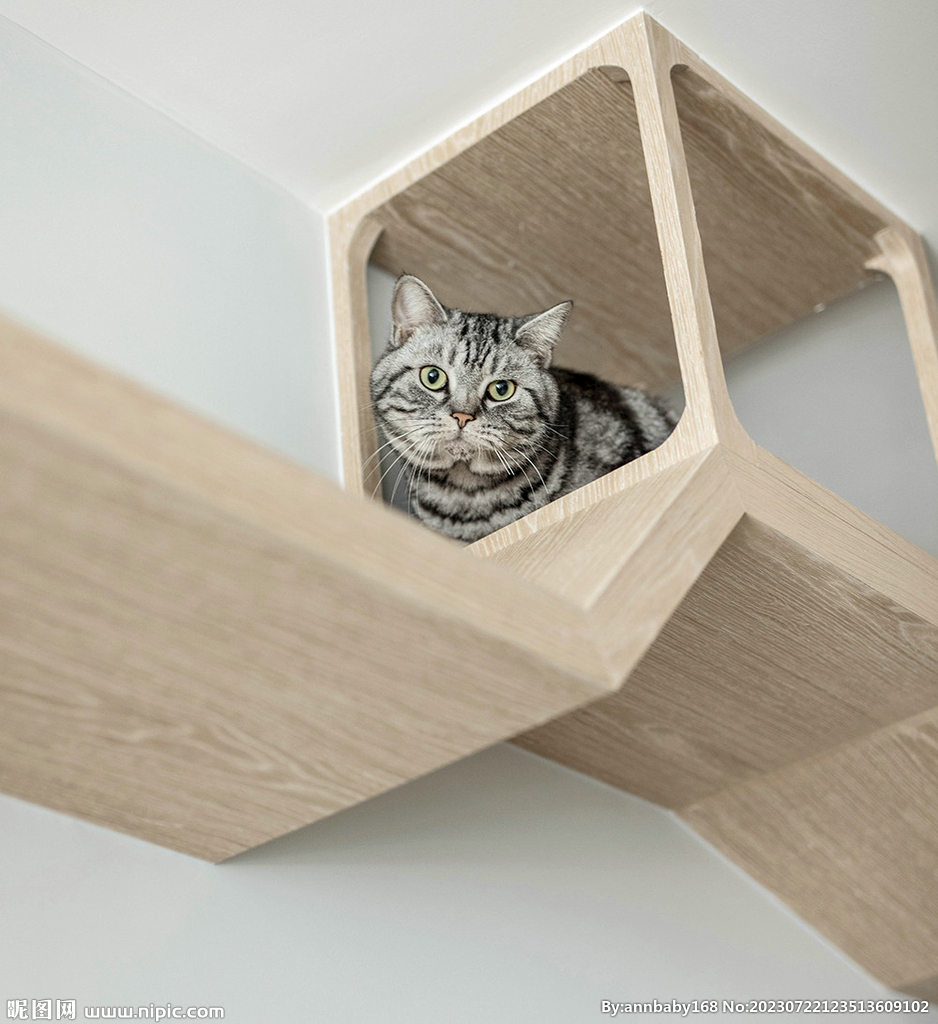 花猫猫咪小猫