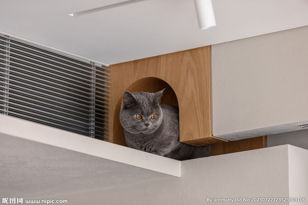 花猫猫咪小猫