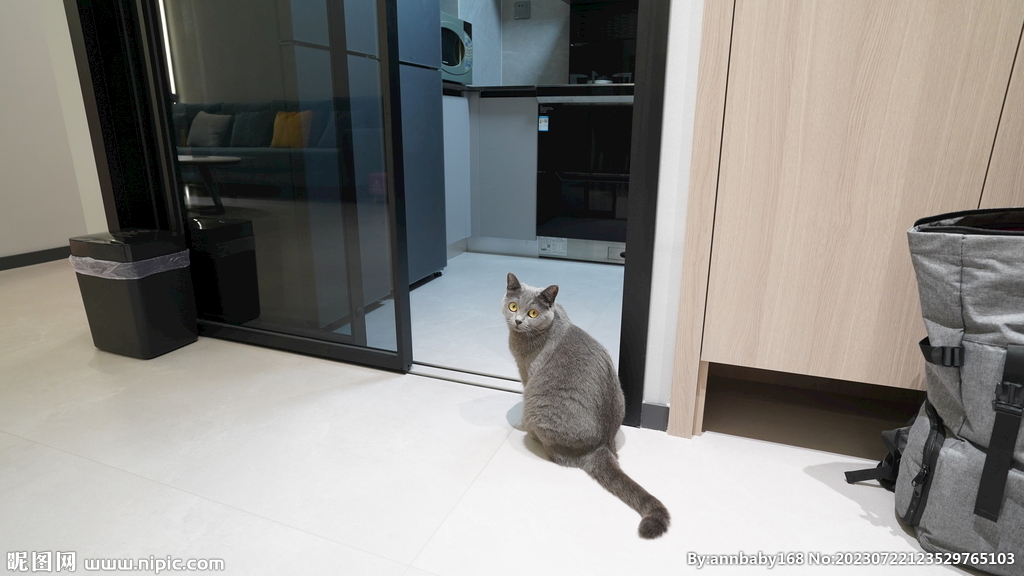 花猫猫咪小猫