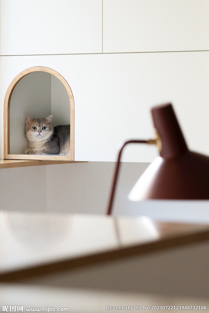 花猫猫咪小猫
