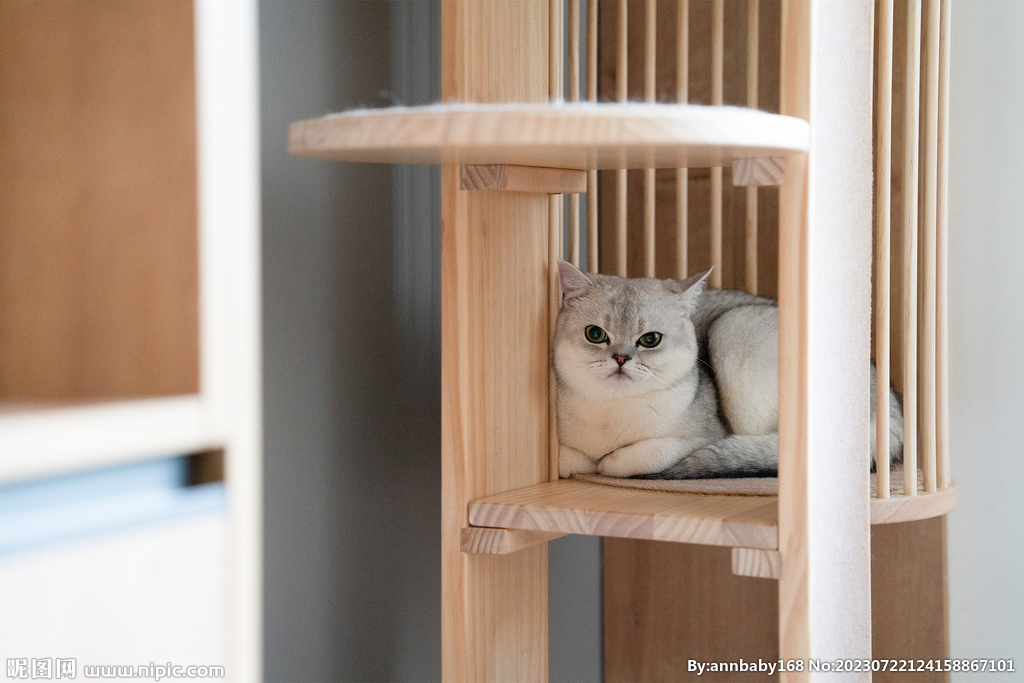 花猫猫咪小猫  