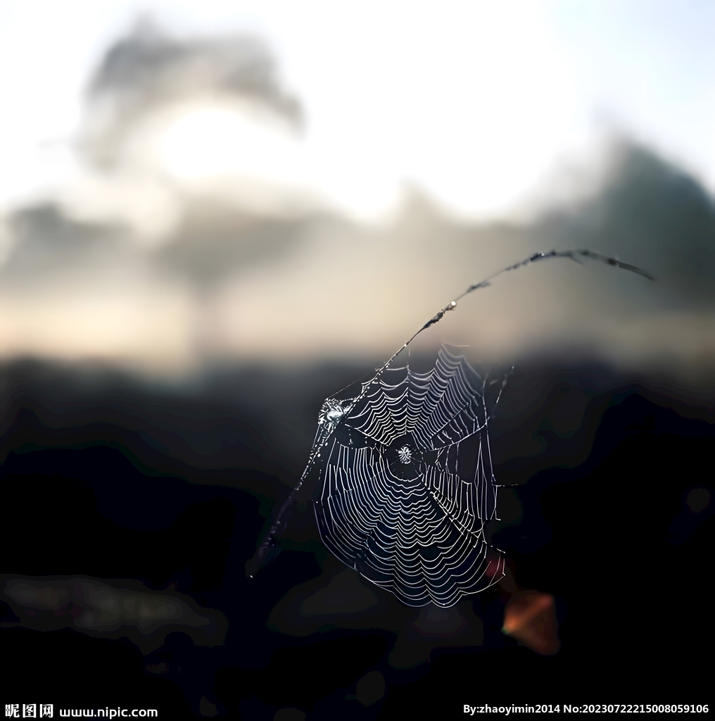 黎明前的蜘蛛网