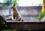 鼓浪屿老宅里的猫