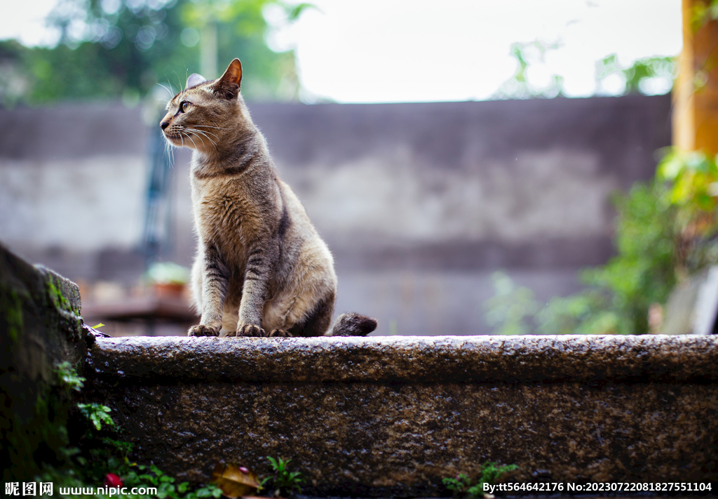 鼓浪屿老宅里的猫